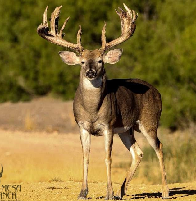 La Mesa Ranch property